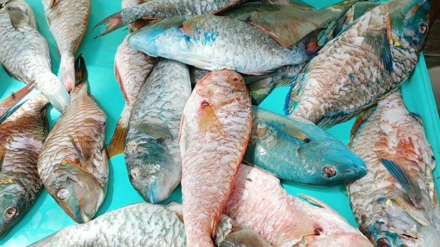 Pescadores con el grito al cielo por extensión de veda del pez loro.